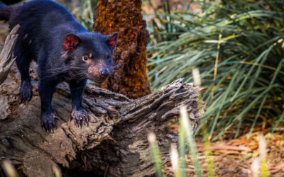 Jak wygląda diabeł tasmański? Co należy o nim wiedzieć?