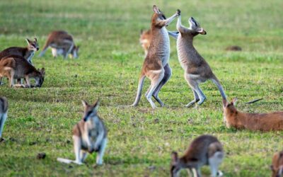 Jakie zwierzęta żyją w Australii? Kogo można spotkać w Australii?