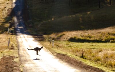 Gdzie żyją kangury? 20 ciekawostek o kangurach olbrzymich, uwielbianych mieszkańcach Australii!