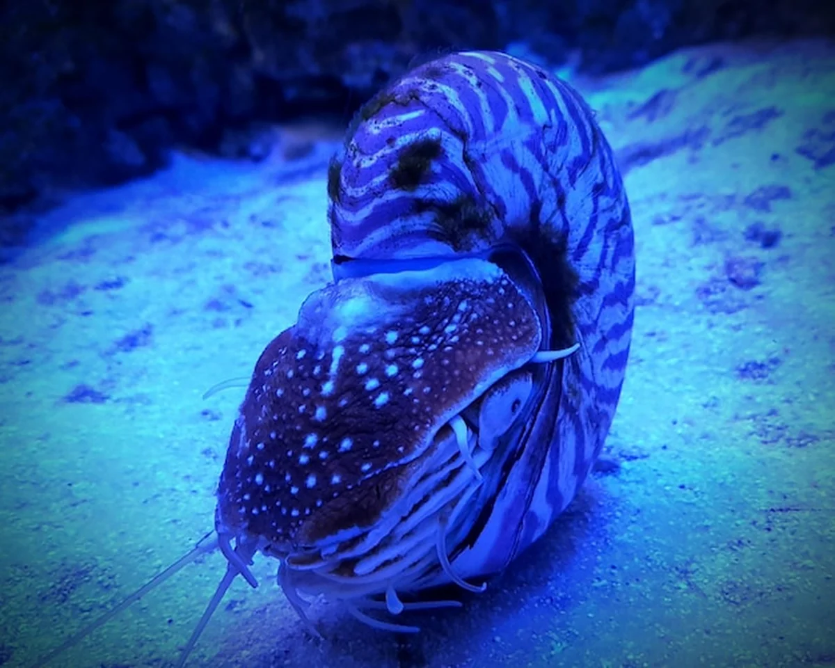 Zbliżenie meduz pływających w wodzie