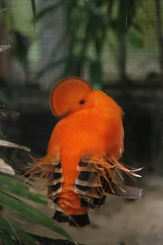 Ptak siedzący na gałęzi