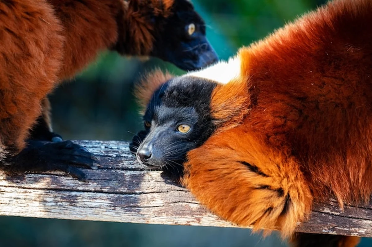 Lemur czubaty czerwony w środowisku naturalnym