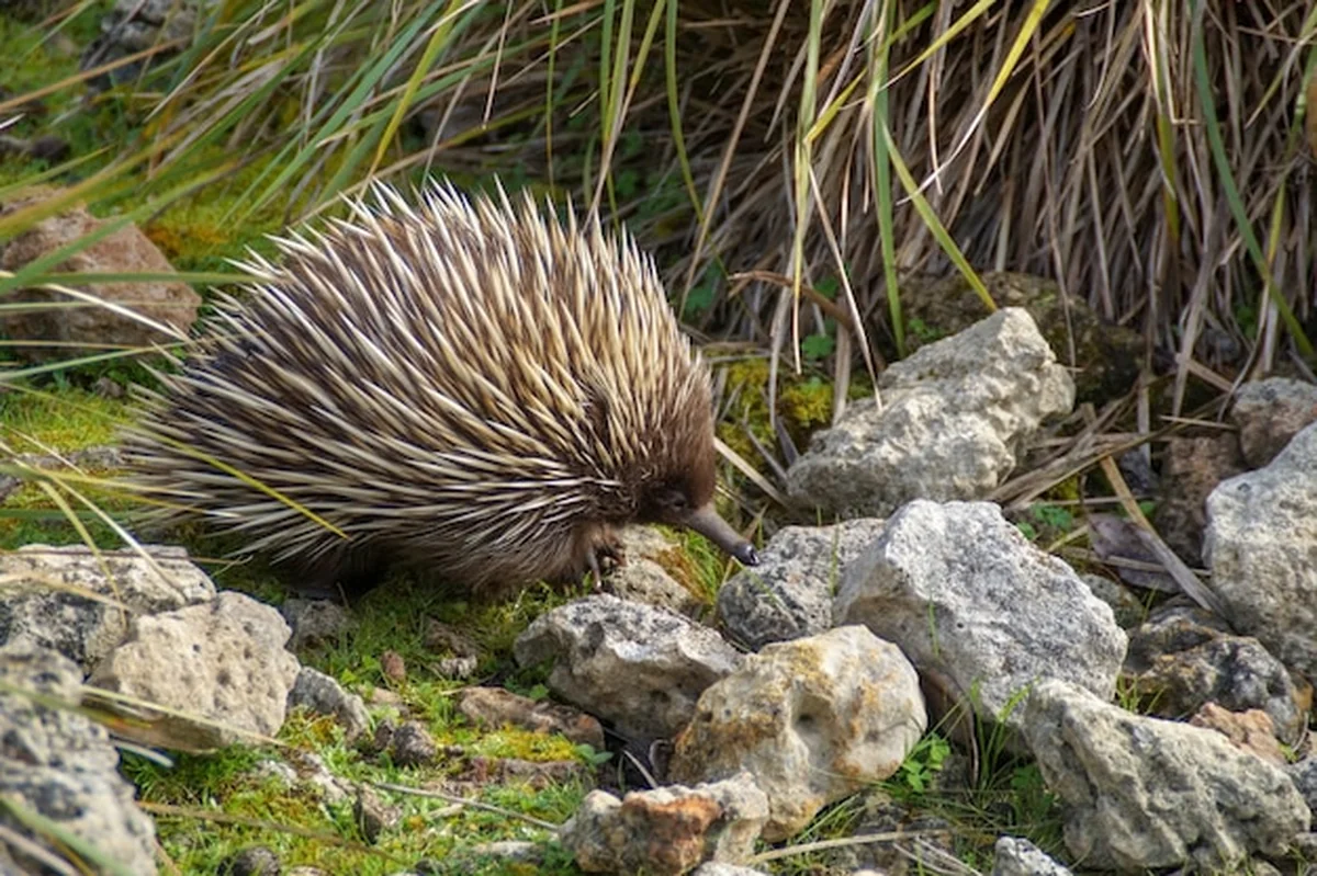Echidna australijska jedząca owady w przyrodzie