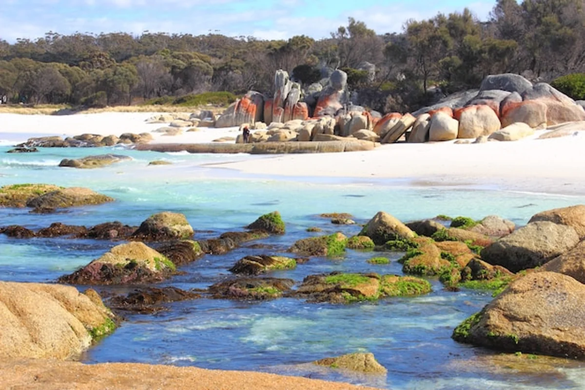 Widok na jezioro na tle drzew