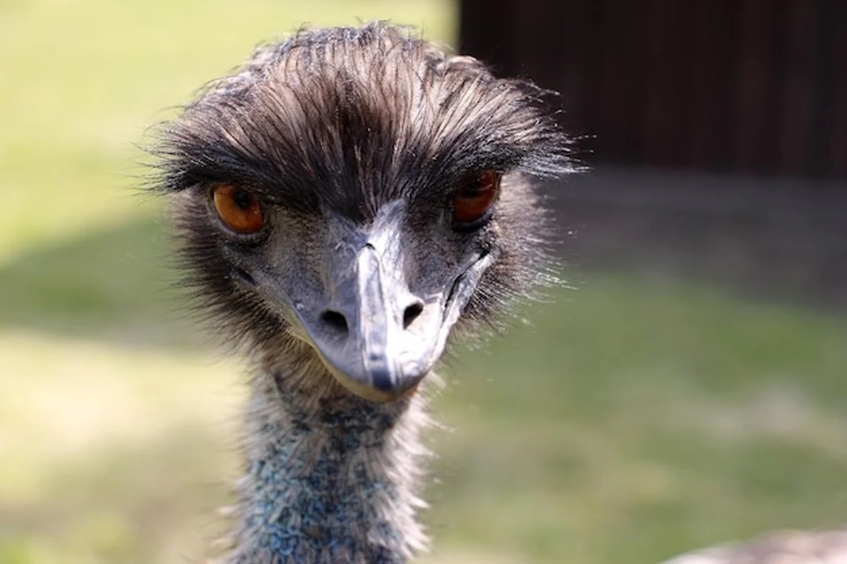 Portret emu z bliska