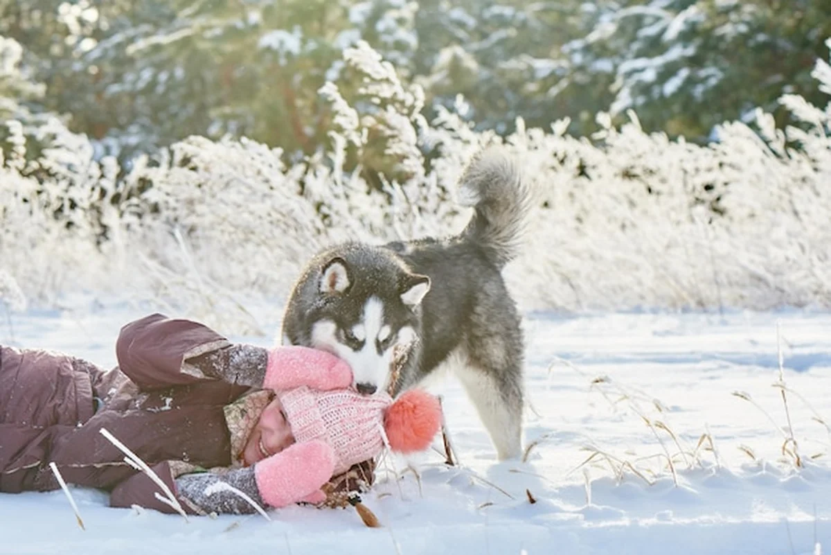Siberian Husky i dziewczynka bawią się w zimowym lesie