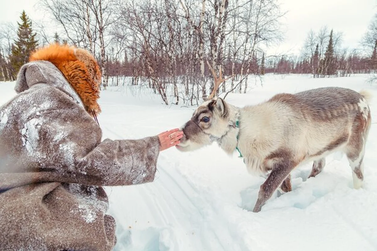 Renifery żywiące się w śnieżnym lesie