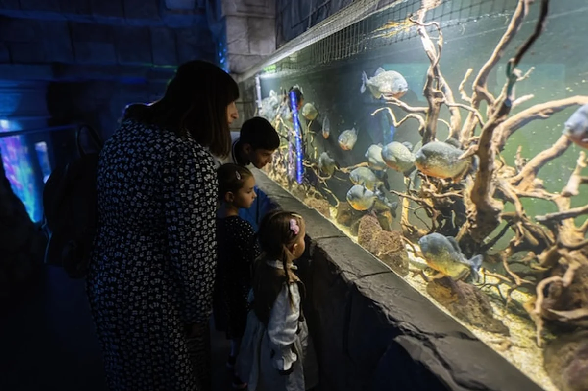 Rodzina oglądająca ryby piranie w oceanarium