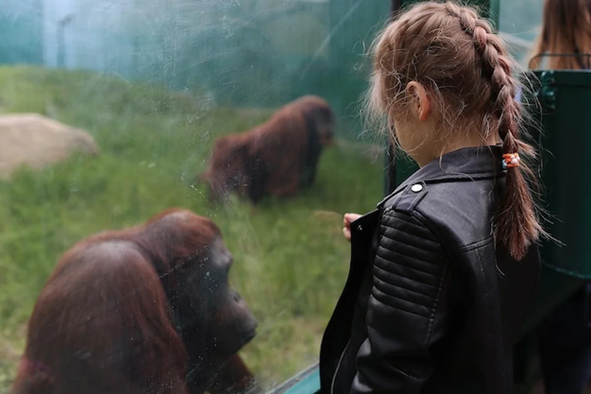 Duży orangutan za szkłem w zoo, dziecko patrzy
